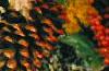 FabriFlori